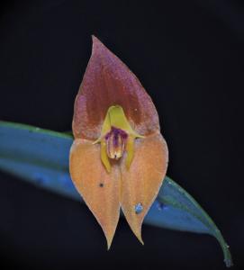 Lepanthes ophelma