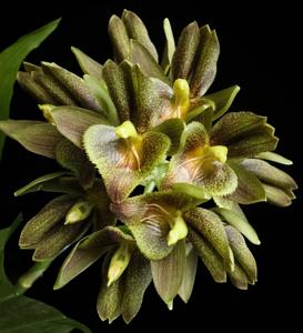 Catasetum socco