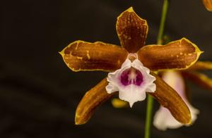 Miltonia candida