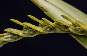 Acianthera saurocephala