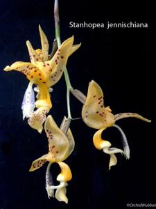 Stanhopea jenischiana