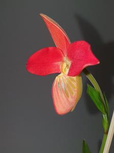 Phragmipedium besseae