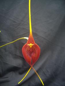 Masdevallia goliath