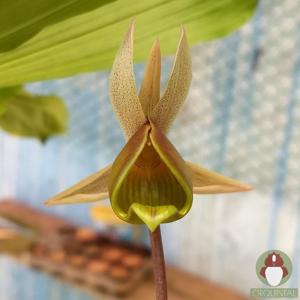 Catasetum fuchsii