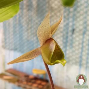 Catasetum fuchsii