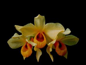 Dendrobium moschatum