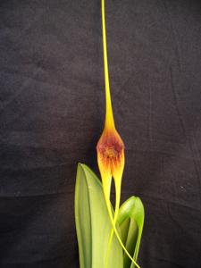 Masdevallia macrura