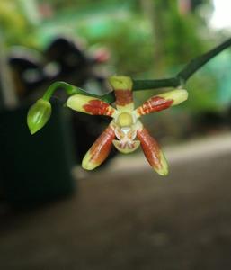 Phalaenopsis fuscata