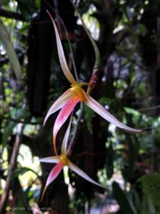 Bulbophyllum macrochilum