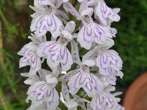 Dactylorhiza fuchsii