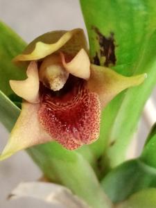 Maxillaria elatior