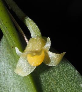 Ceratostylis backeri