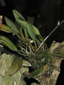 Dendrobium umbellatum