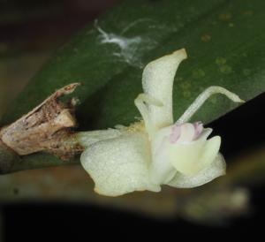Dendrobium umbellatum