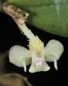 Dendrobium umbellatum
