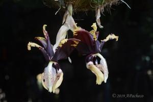 Stanhopea tigrina