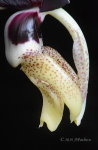 Stanhopea tigrina