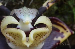 Stanhopea tigrina