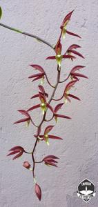 Catasetum transversicallosum