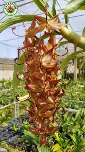 Cycnoches cooperi