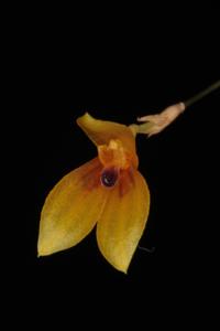Specklinia brighamii