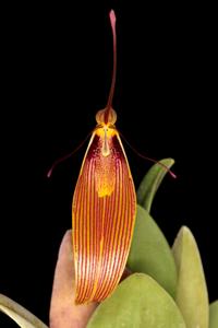 Restrepia antennifera