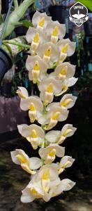 Catasetum tigrinum