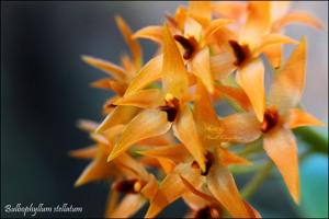 Bulbophyllum stellatum