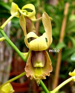 Dendrobium stockelbuschii