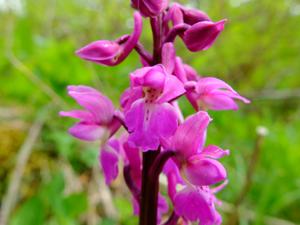 Orchis mascula