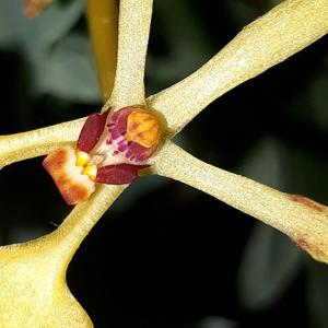 Renanthera vietnamensis