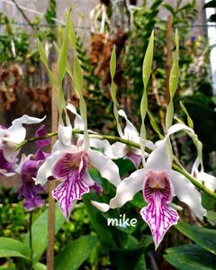 Dendrobium stratiotes