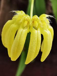 Bulbophyllum auratum