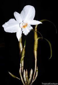 Dendrobium infundibulum