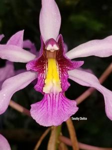 Laelia superbiens