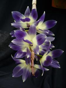 Dendrobium victoriae-reginae