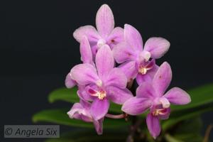 Phalaenopsis equestris