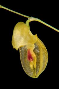 Specklinia colombiana