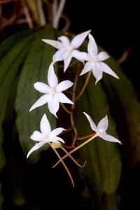 Aerangis biloba