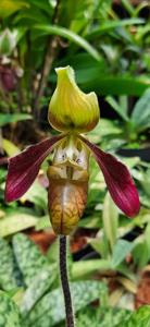 Paphiopedilum sangii