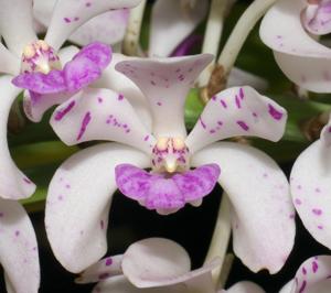 Rhynchostylis gigantea