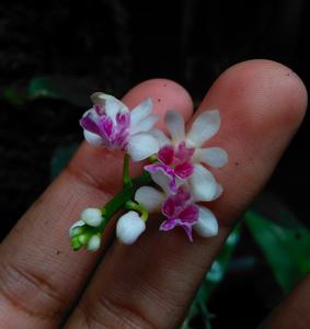 Phalaenopsis deliciosa