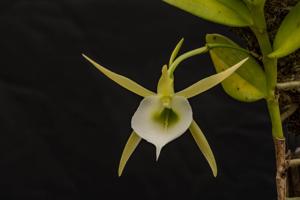 Angraecum eichlerianum