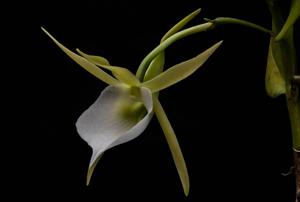 Angraecum eichlerianum