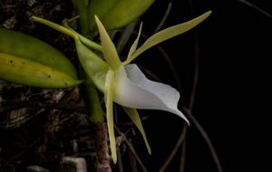 Angraecum eichlerianum