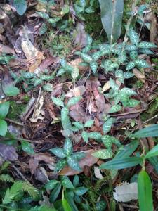 Goodyera schlechtendaliana