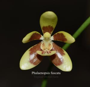 Phalaenopsis fuscata