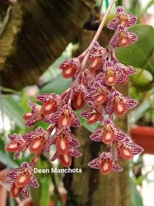 Bulbophyllum limbatum
