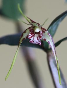 Dendrobium tetragonum