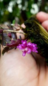 Dendrobium limpidum